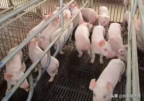 最新猪病防治书籍:如何防治冬春季节多发猪病？