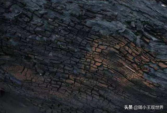 乌木怎么鉴别好坏:乌木是什么？乌木有什么特点及如何鉴别乌木？