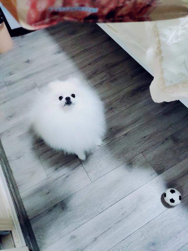 博美犬不能吃什么东西:给博美犬洗澡，怎么情况下不能洗？ 博美犬不能吃什么?