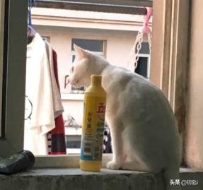 说猫有九条命是真的吗:猫从七楼掉下去会死亡吗？