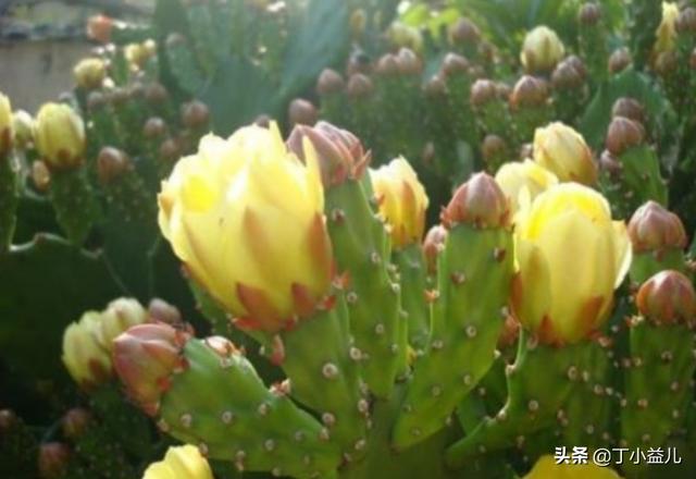 金琥 花期:仙人球开花后把开花的枝剪掉还能再开花吗？