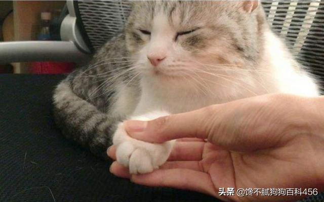 素力高海藻粉对猫咪的作用:猫咪为什么需要化毛，吃倍酷化毛综合营养膏有用吗？