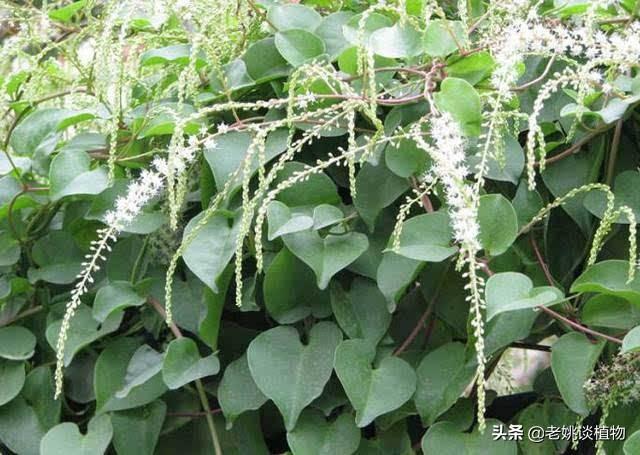 藤三七果实需要晒干吗?藤三七要什么月份摘好?-图7