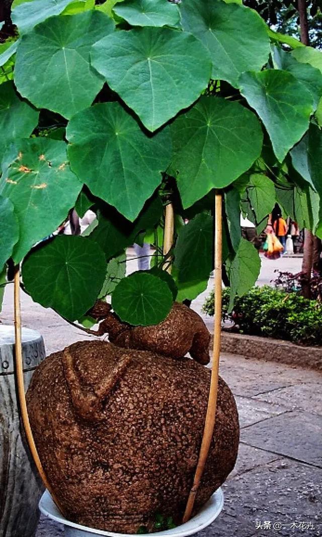 金不换植物爬藤:金不换种植时如何防虫害呢？