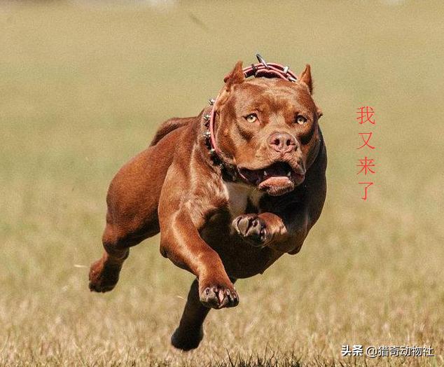 比特狗比:比特犬打的过非洲野犬吗？