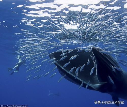 深海巨腹鱼群在哪里能找到:在海洋中，庞大的鱼群能够统一行动轨迹，是怎样传递信息的？