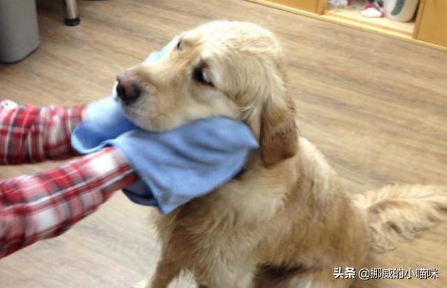 澳洲野狗交配视频:一群狗流浪久了会逐步具备狼群的社会特点吗？
