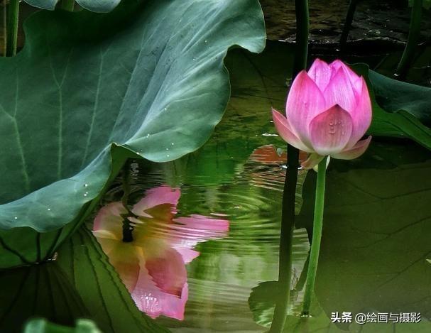 荷塘泥可以放苦力泥鳅:荷塘泥放干了加水可以吗 池塘里有荷花，养草鱼合适吗？