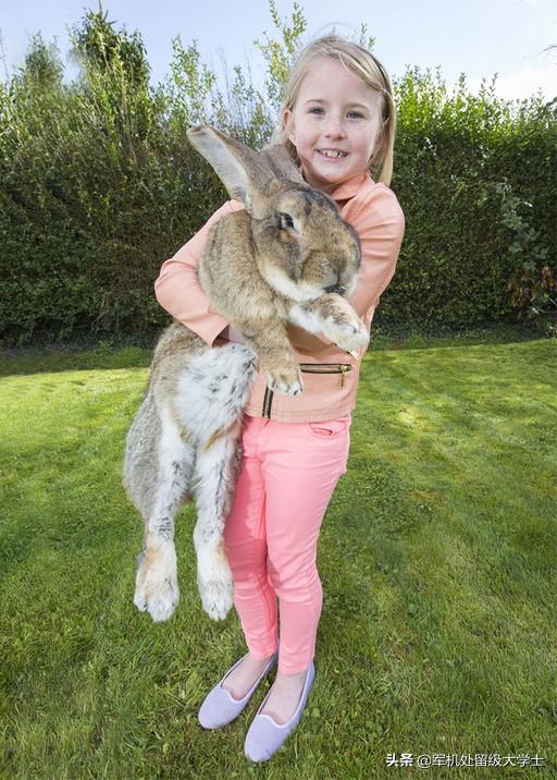 什么兔子长得最大？