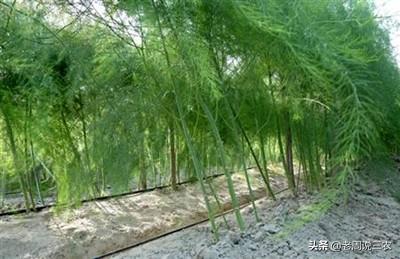 头条问答 芦笋种植第二年 为什么只看见如文竹一样的东西没看见芦笋 怎么办 老周说三农的回答 0赞