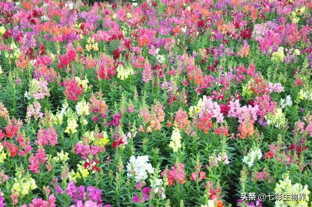 金鱼草怎么养才能开花，露天种植金鱼草需要遮阴吗