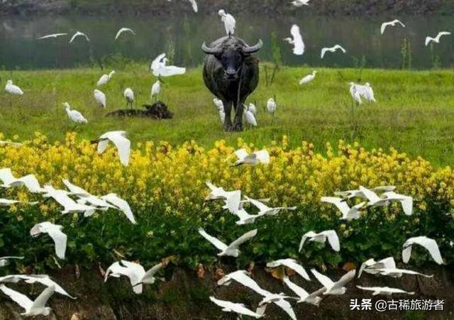 洞头跨海大桥灵异事件:能否推荐一下你们当地和所在城市有哪些旅游景点和美食？