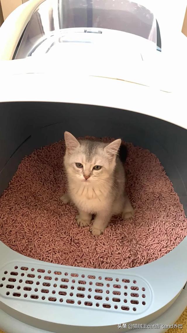 吸猫:猫屎这么臭你是怎么坚持爱吸猫的？