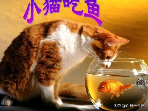 薮猫 口头禅:所有猫科动物都喜欢吃鱼吗？有何依据？