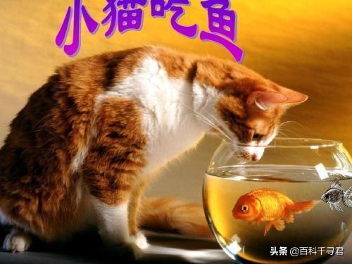 猫吃鱼:猫在陆地鱼在水里，猫为啥喜欢吃鱼？