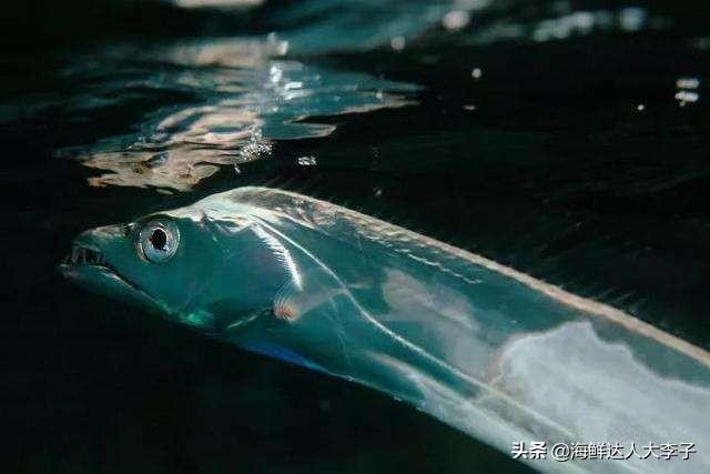 头条问答 什么季节的带鱼最新鲜 消防大李子的回答 0赞