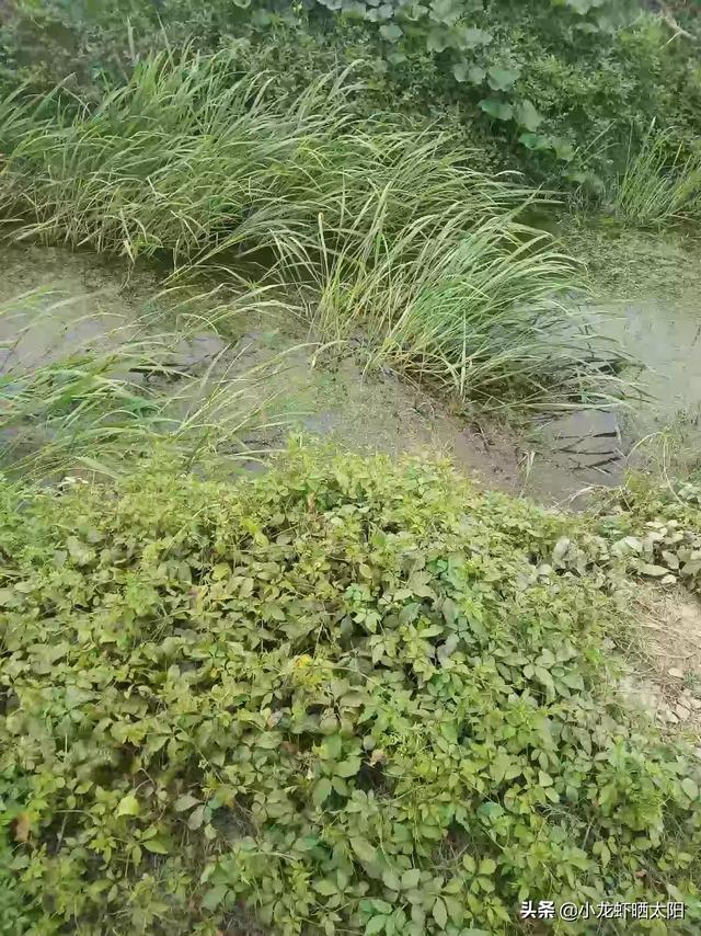 水草能在火山石生长么?:水草可以提高小龙虾生长品质吗？