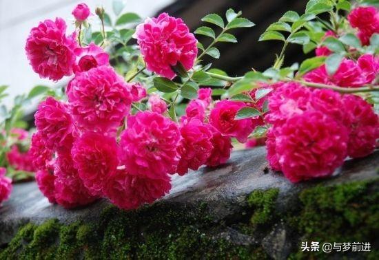 头条问答 蔷薇和月季怎么区分 50个回答