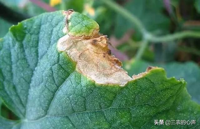 油菜常见的灰霉病应该怎么防治?