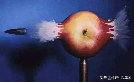 南非犰狳蜥:现实中有枪都伤害不了的生物吗
