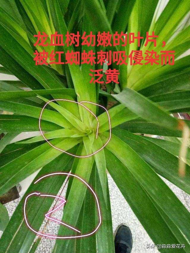 量天尺干瘪发黑:丽格海棠根部干瘪黑是怎么回事？