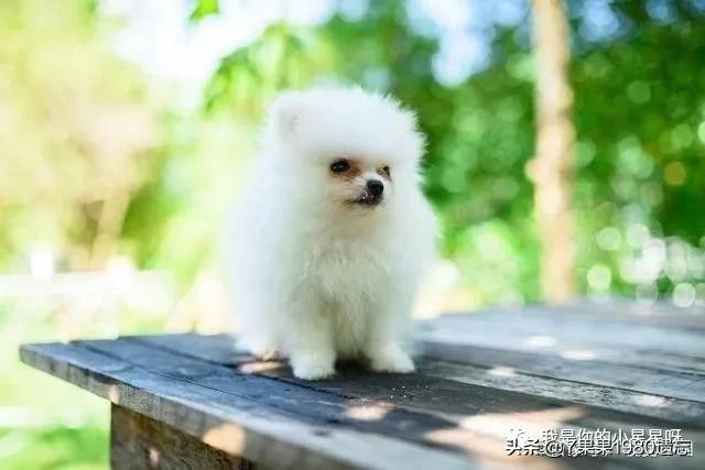 白色博美犬性格特点:有什么白色的犬种介绍吗？ 博美犬性格特点和缺点