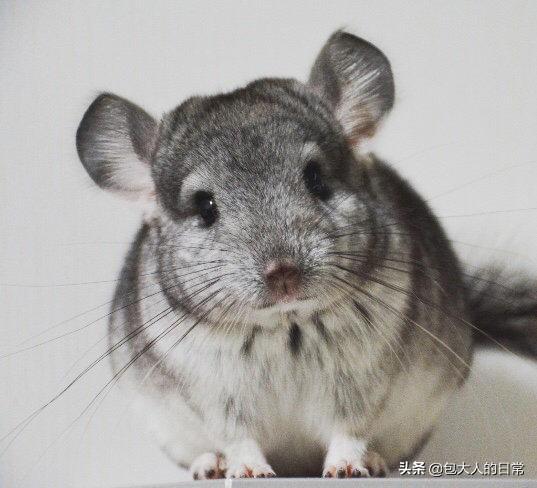 龙猫价格:龙猫价格，龙猫多少钱一只，龙猫好养吗？ 龙猫价格表2021