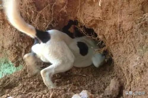 太仓猎犬打猎视频鸡哥:猎犬太仓狩猎视频 我国还有多少纯种的太仓猎犬？有哪些购买渠道？为何？