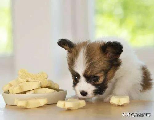 狗狗护食呲牙叫的视频:狗狗最怕什么惩罚？什么方法有效？