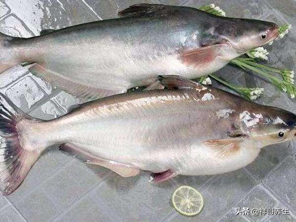 龙利鱼和巴沙鱼是一样的吗？有什么区别？