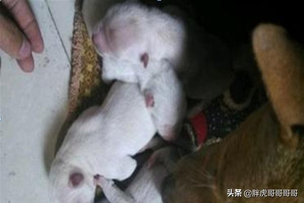 巴哥狗狗分娩视频:宠物狗生狗宝宝时主人应该做些什么？