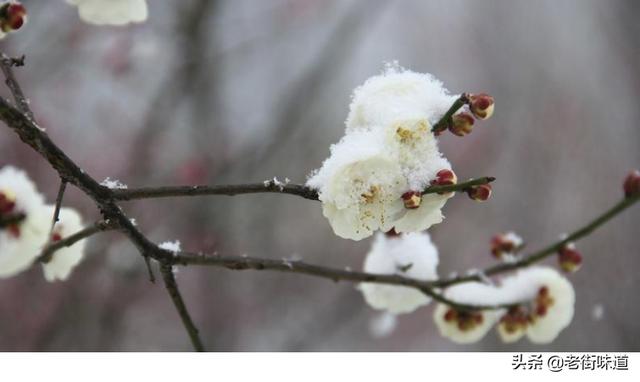雪梅哪句诗里的意思是人各有所长？