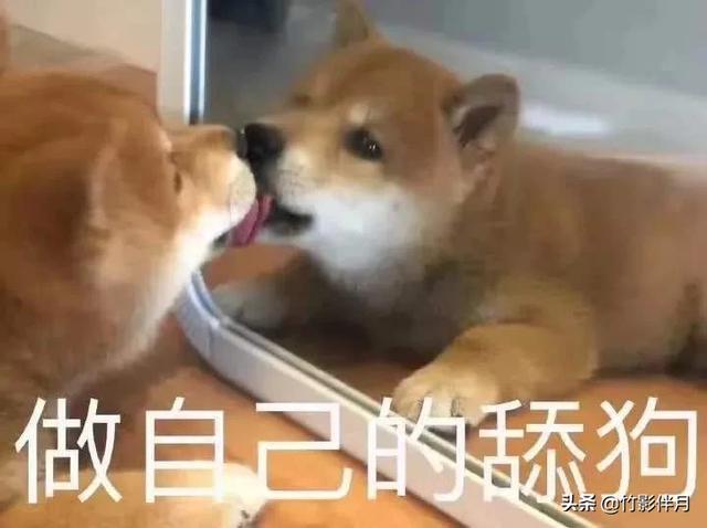 舔狗什么意思啊:什么时候开始，深情被叫做舔狗