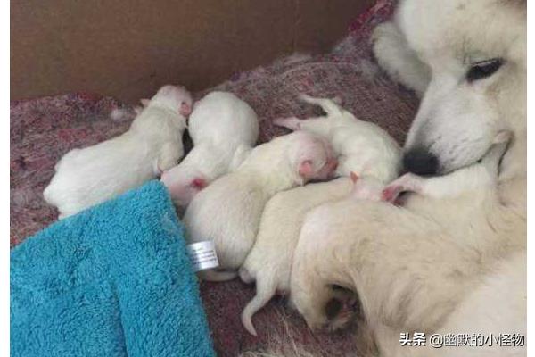 狗难产征兆:狗狗临产前的表现和准备？