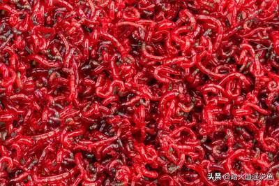 锦鲤鱼:鱼池锦鲤主要吃什么？为什么？
