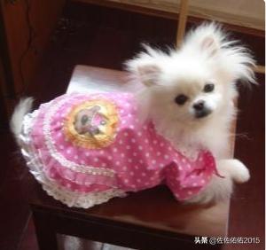 宠物狗鹿犬衣服制作:狗狗的四脚衣服如何制做？