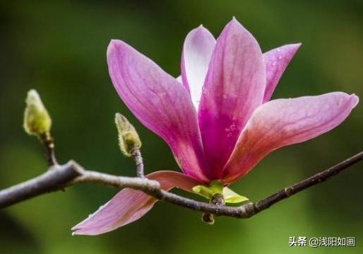 抓住救命稻草的野兽们:有人说“再大的痛苦自己也要忍着，不要逢人就说”对此你怎么看？