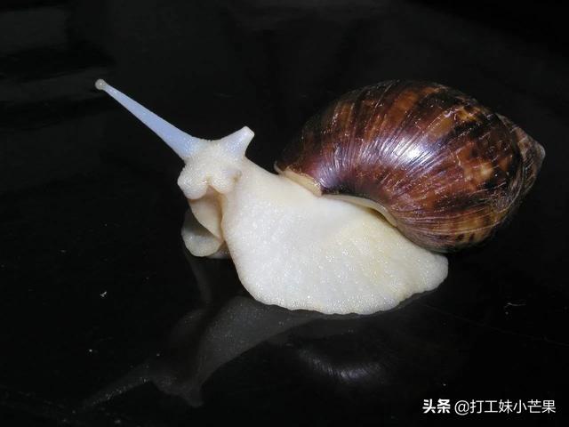白玉蜗牛养殖条件:白玉蜗牛养殖加盟 养殖白玉蜗牛需要空调加温吗？