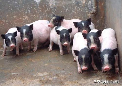 育民村香猪养殖场:哈尔滨巴马香猪养殖场 巴马香猪可以天天酒漕吗？