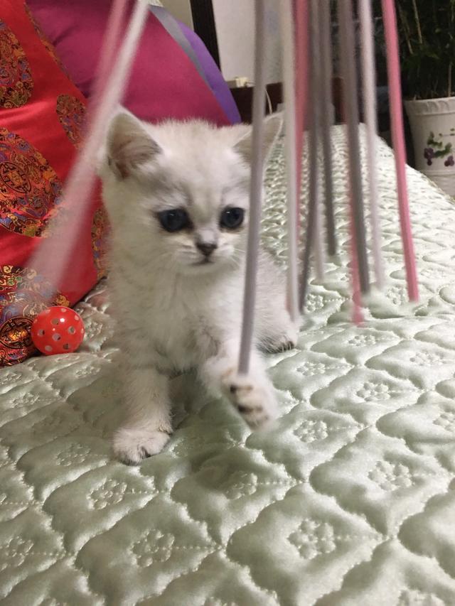 短尾猫能不能养:短毛猫要怎么养？因为我是第一次养猫，所以不是很清楚？