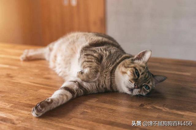 欧洲短毛猫1011欧洲短毛猫:寿命短的猫咪一般会有什么特征？