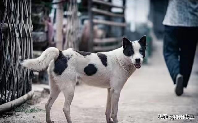 如何正确地挑选一条土狗，怎么挑选出体型大的土狗呢