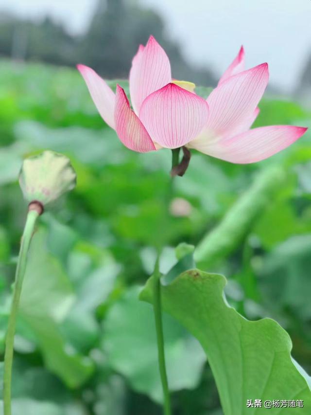 正值夏日炎炎,有哪些描写关于夏天的优美诗词？
