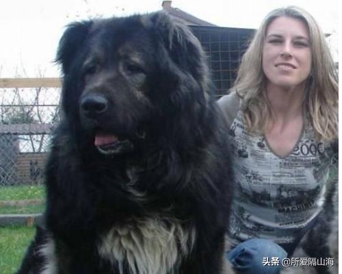 高加索犬吧:高加索犬咬人吗，高加索犬咬人怎么办？