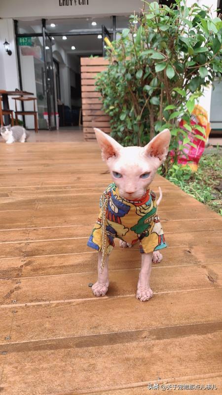 不爽猫:如何养猫？为什么我养的猫一点都不乖啊？