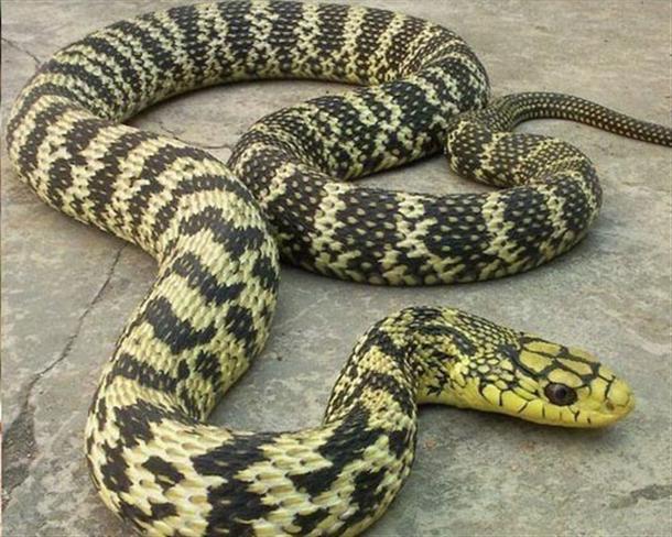 3条大蛇爬进浙江绍兴村民家中进入家里面的蛇能不能打