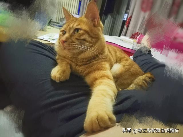 公猫绝育手术后反应:雄性猫绝育之后，会恨主人吗？