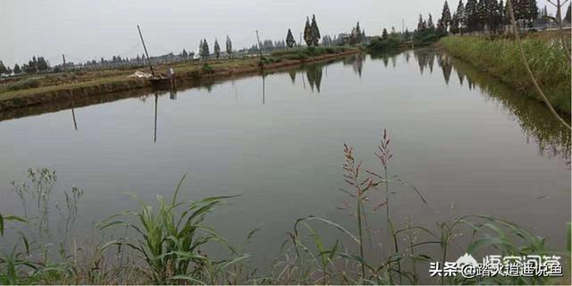 车轮虫 生活史:养鱼过程中车轮虫和指环虫该怎么防？