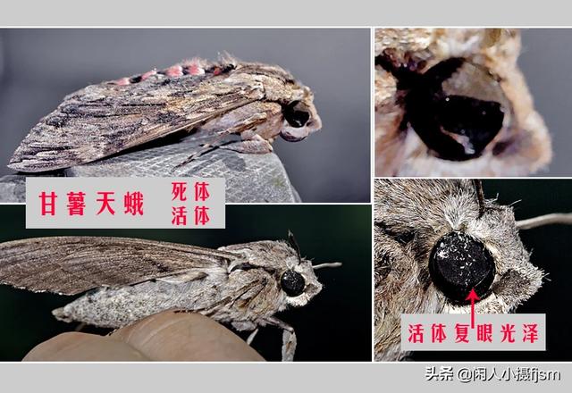 头条问答 微距拍昆虫 有哪些增加视觉冲击力的方法 13个回答