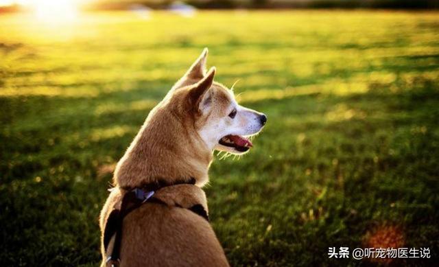 2020狗消化系统常见疾病:宠物医院哪种犬病比较常见？